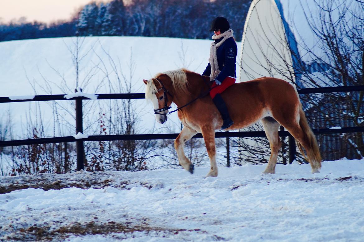 Haflinger Rascitta billede 20