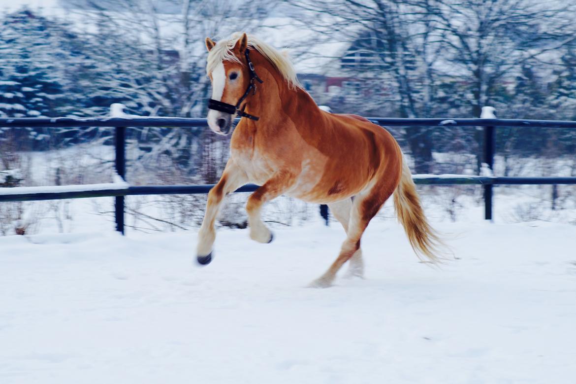 Haflinger Rascitta billede 1