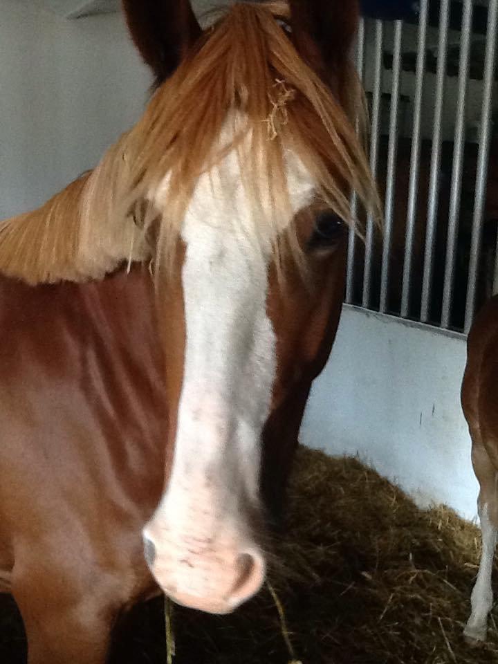 Frederiksborg Vestergårds merci billede 3