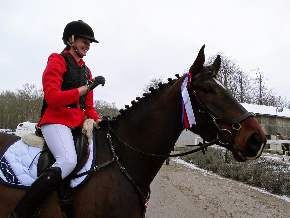 Anden særlig race Jackson Landie billede 17