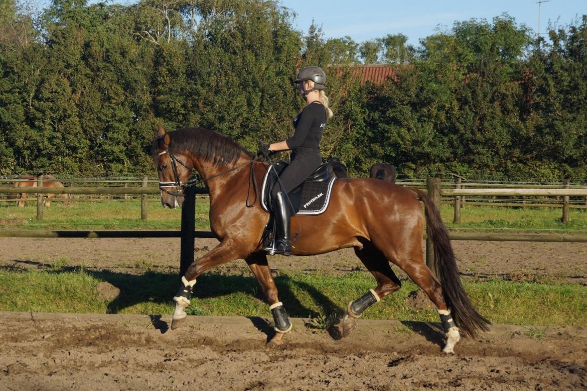 Hollandsk Varmblod Daan - SOLGT ! - 3 oktober 2015, Træning hjemme på banen i et skønt vejr :) billede 8