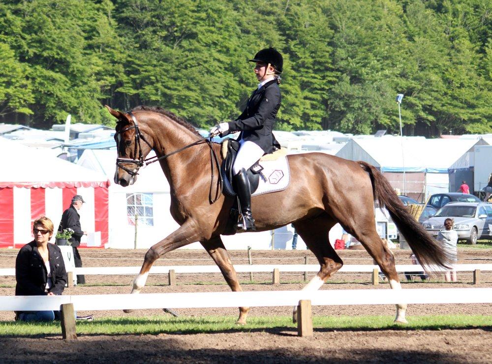 Hollandsk Varmblod Daan - SOLGT ! - Maj 2014 Morsø :) billede 14