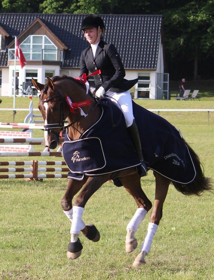 Hollandsk Varmblod Daan - SOLGT ! - Maj 2014, Morsø, Vinder af young rider mesterskab efter blot 10 måneders ridning! <3 billede 17