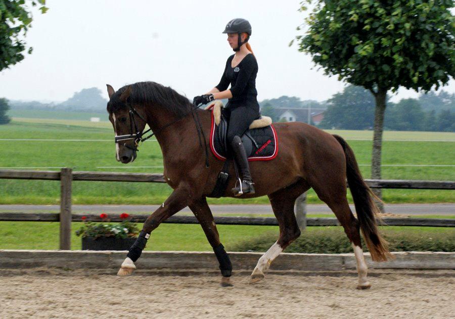 Hollandsk Varmblod Daan - SOLGT ! - 3 juli 2013, første udendørs ridetur på Blue Hors, redet i bare 2 uger her! :) billede 20