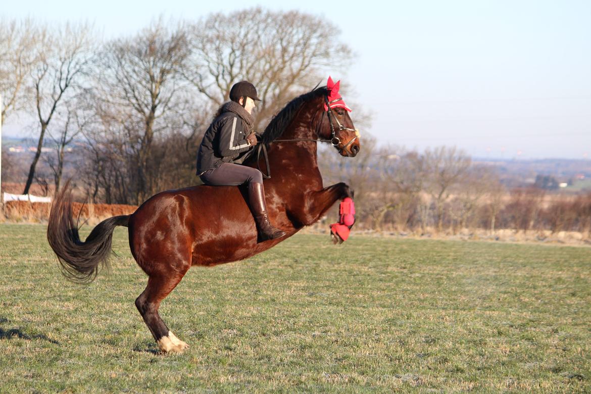 Oldenborg Ulrikke af hvarre billede 10