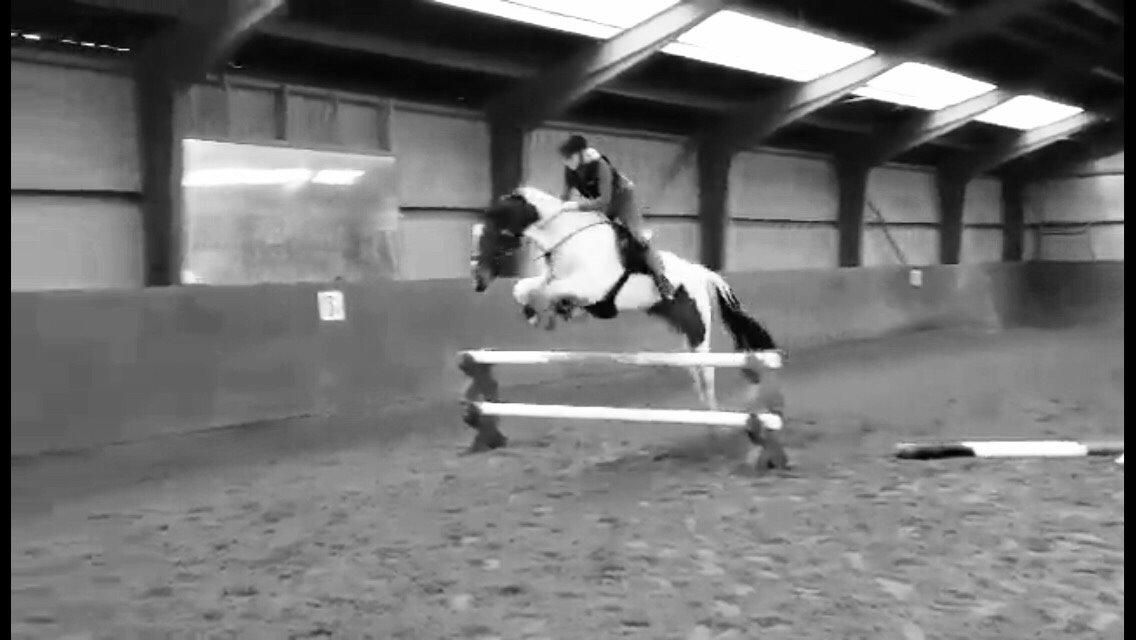 Pinto Randrupmølles Grace Kelly billede 6