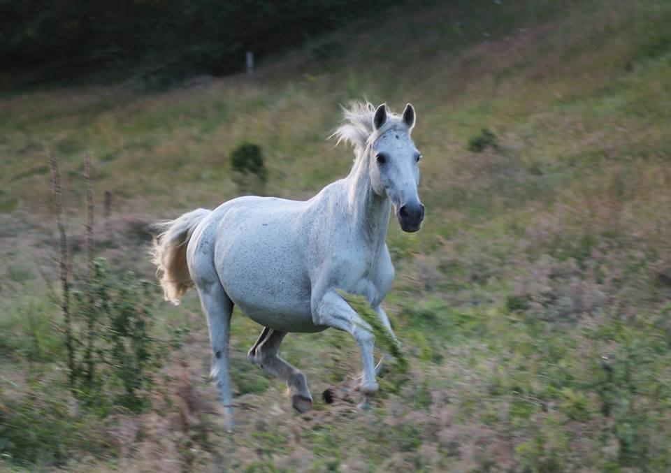 Anden særlig race Bamse billede 6