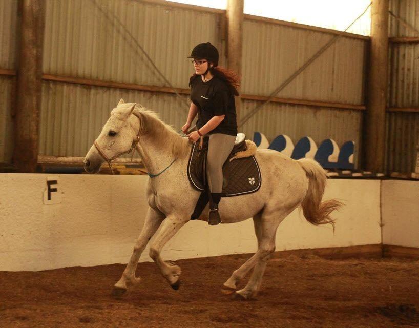 Anden særlig race Bamse billede 2