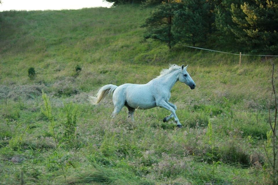 Anden særlig race Bamse billede 10