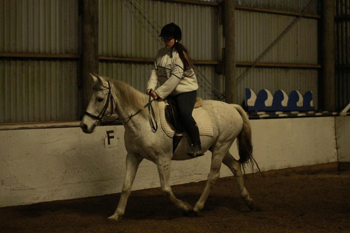 Anden særlig race Bamse billede 4