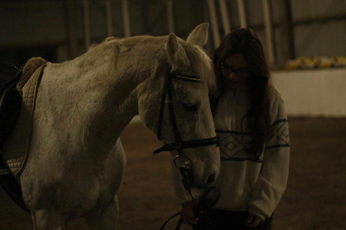 Anden særlig race Bamse billede 11