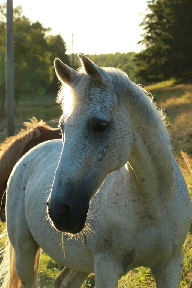 Anden særlig race Bamse billede 3