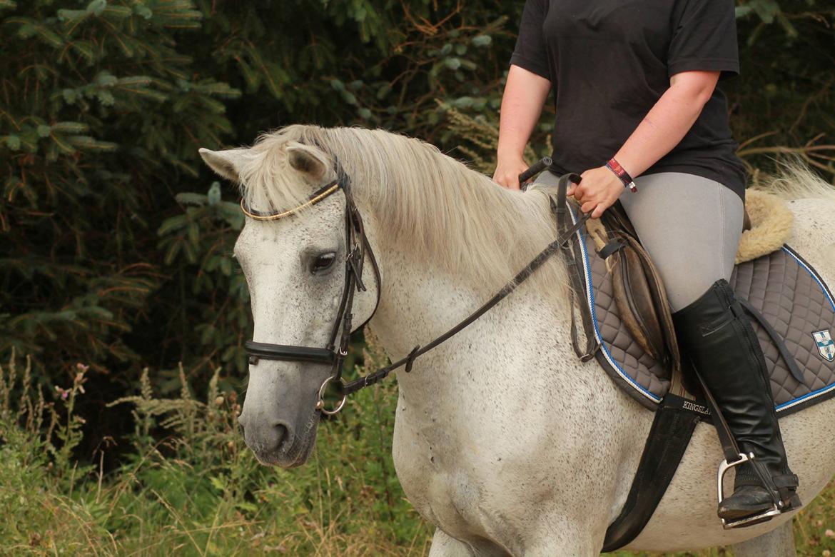 Anden særlig race Bamse billede 8