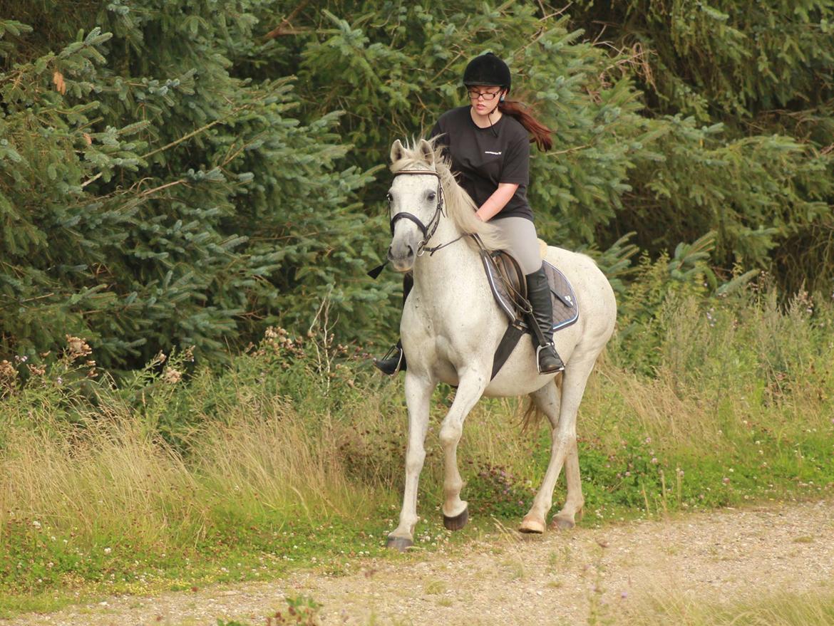 Anden særlig race Bamse billede 14