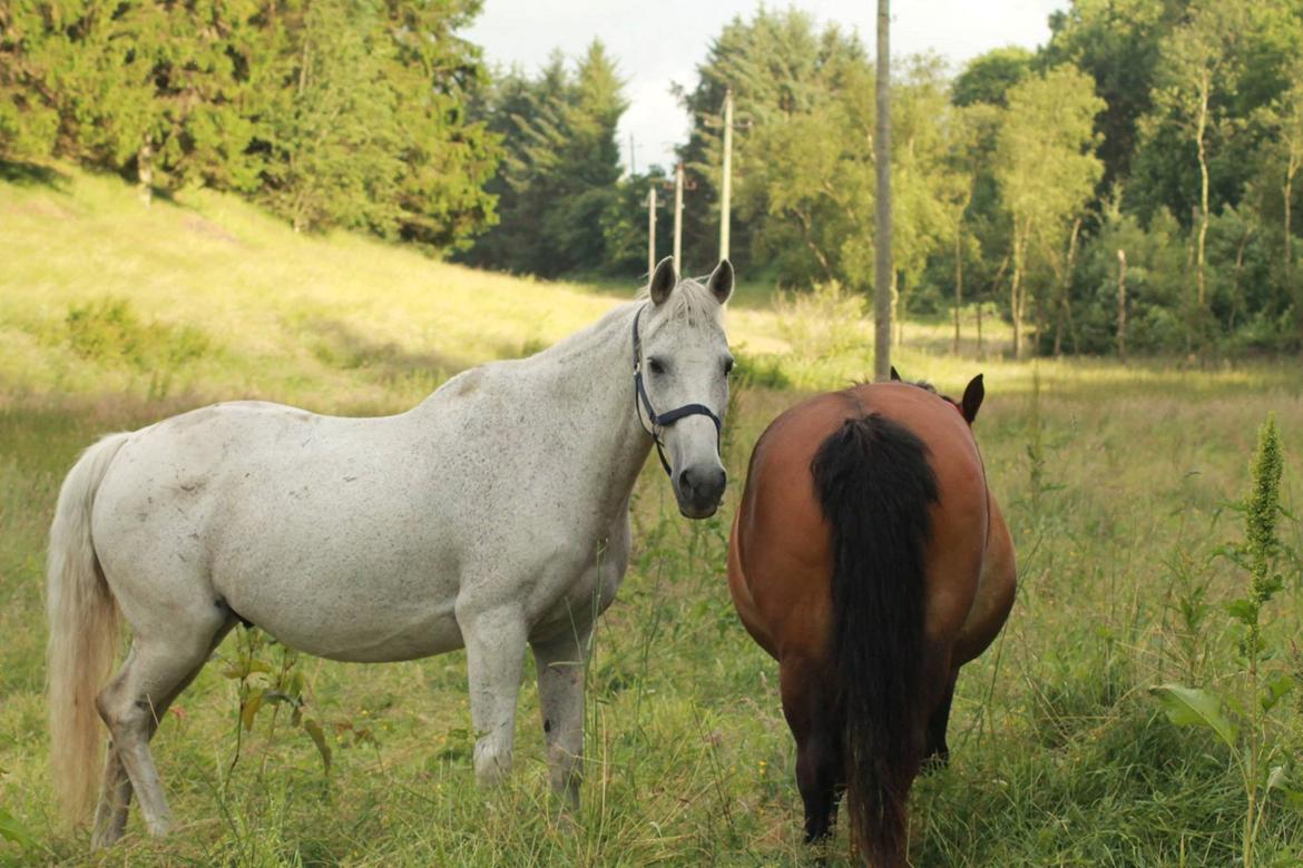 Anden særlig race Bamse billede 7