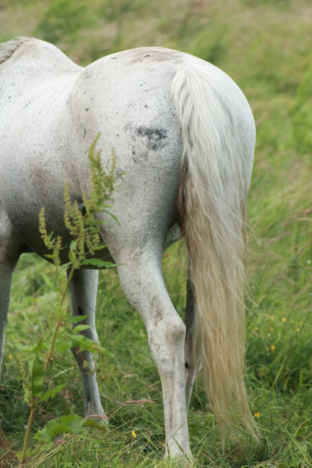 Anden særlig race Bamse billede 13