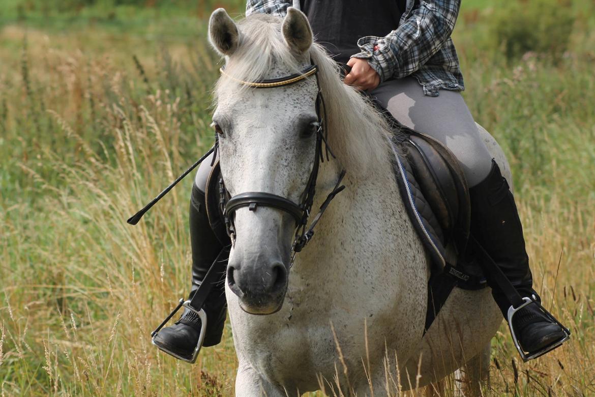 Anden særlig race Bamse billede 12