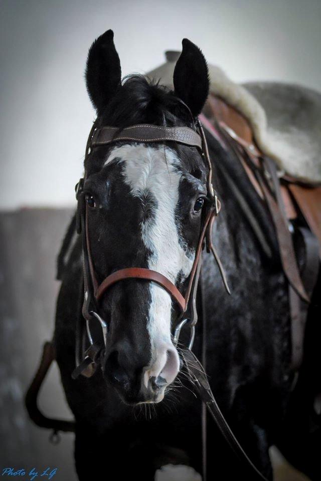 Paint CLP COLONELS LAIDBACK - En meget træt Malli efter træning billede 4