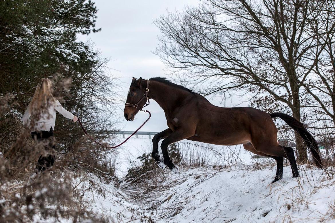 Dansk Varmblod Parvenu - 2015 Taget af Freha Sif Foto https://www.facebook.com/FrejaSifFoto/?fref=ts billede 15