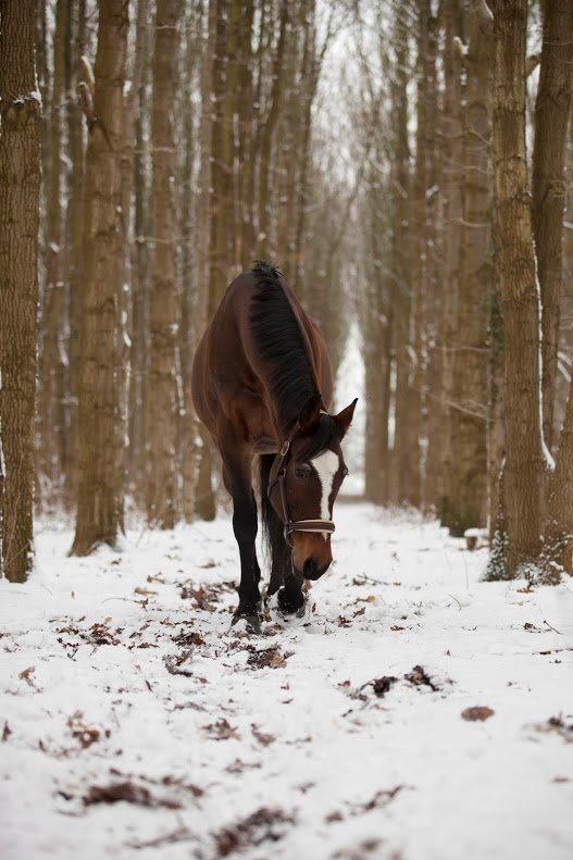 Dansk Varmblod Parvenu - 2016 Taget af Freha Sif Foto https://www.facebook.com/FrejaSifFoto/?fref=ts billede 17