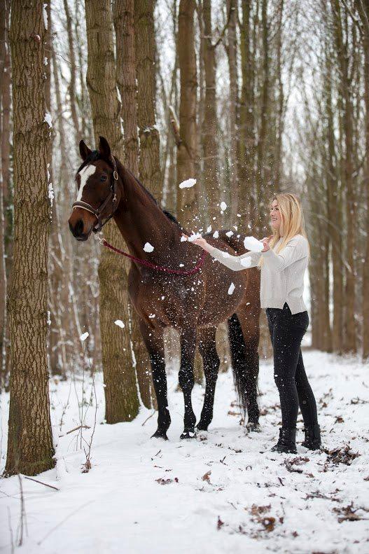 Dansk Varmblod Parvenu - 2015 Taget af Freha Sif Foto https://www.facebook.com/FrejaSifFoto/?fref=ts billede 12