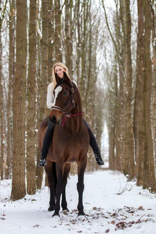 Dansk Varmblod Parvenu - 2015 Taget af Freha Sif Foto https://www.facebook.com/FrejaSifFoto/?fref=ts billede 1