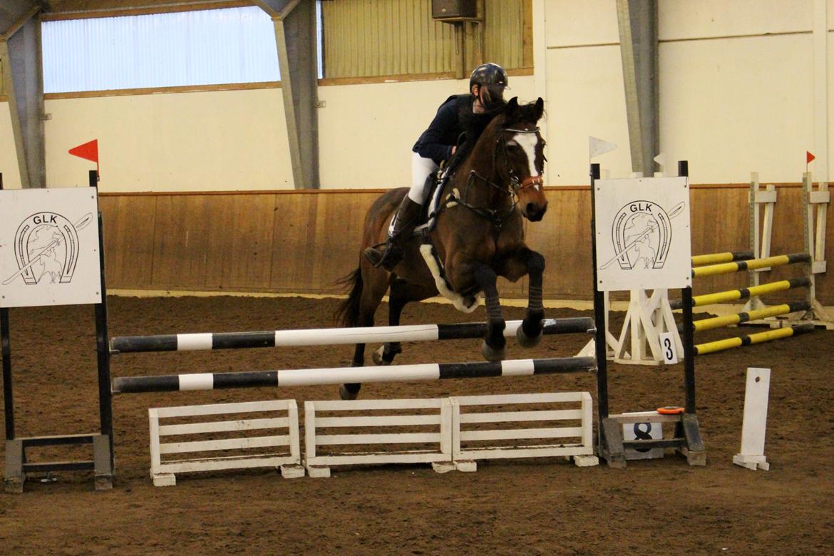 Dansk Varmblod Parvenu - Første stævne sammen, på GLK, fejlfi 90 cm 2016 billede 19