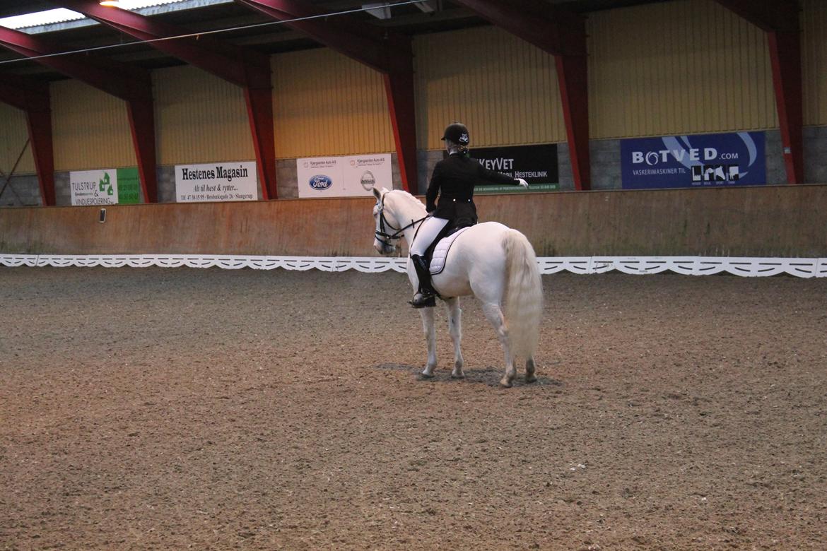 Anden særlig race Princess - PRI på HIS dec 2015 billede 6