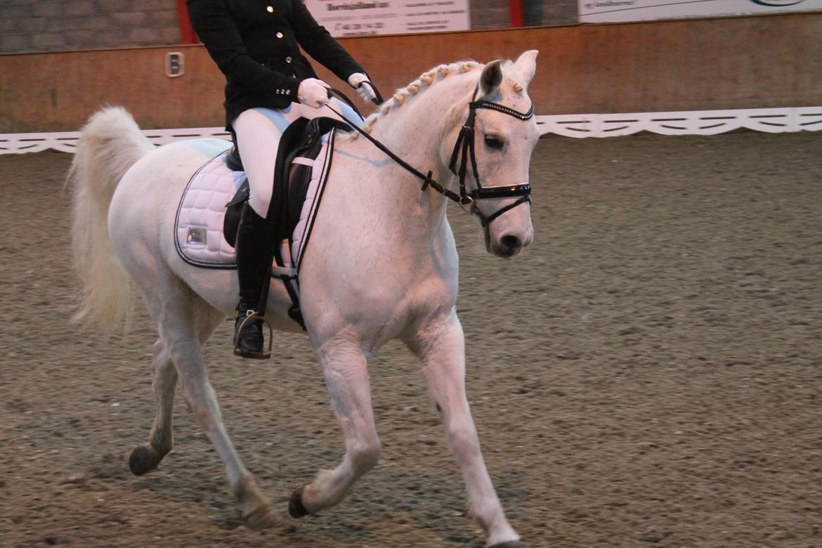 Anden særlig race Princess - PRI på HIS Dec 2015 billede 5