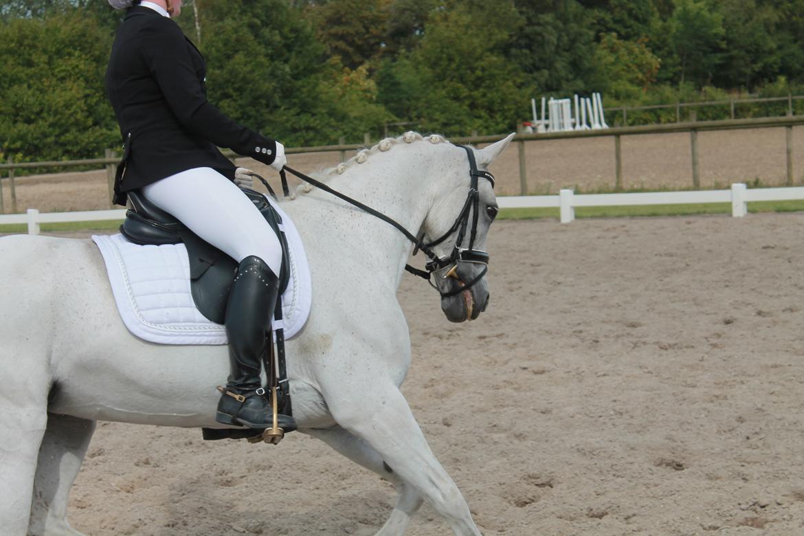 Anden særlig race Princess - NAK - LA 1 eller 2 billede 4