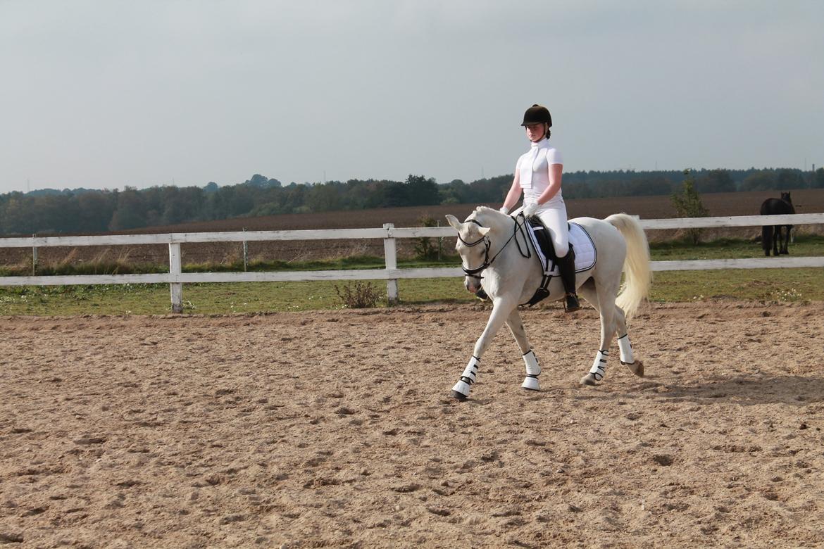 Anden særlig race Princess - LØSR - LA4 billede 7