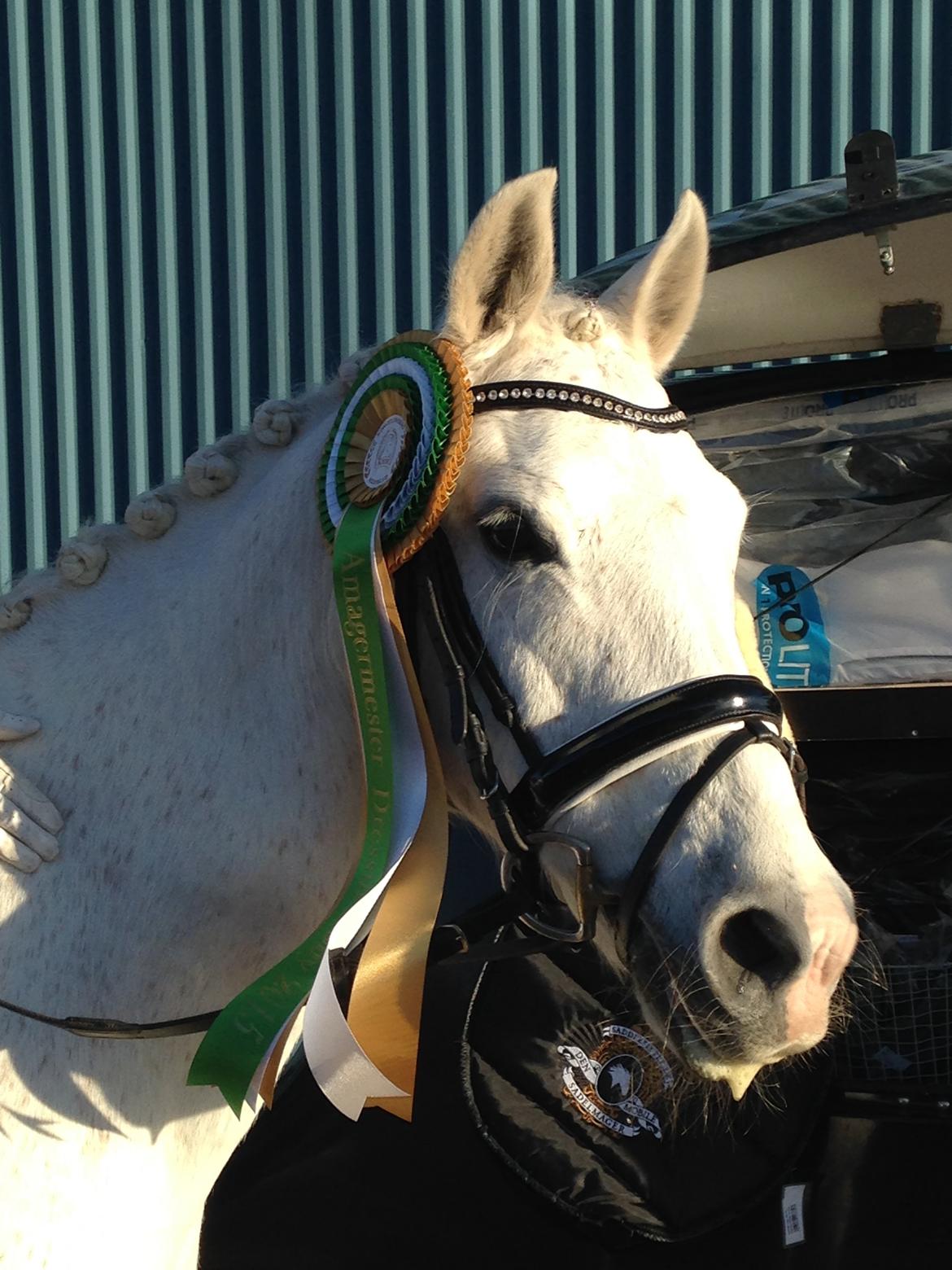 Anden særlig race Princess - Amagermesterskabet - Finalen - Guldturen (LA2) Endte på en samlet 3 plads. billede 2