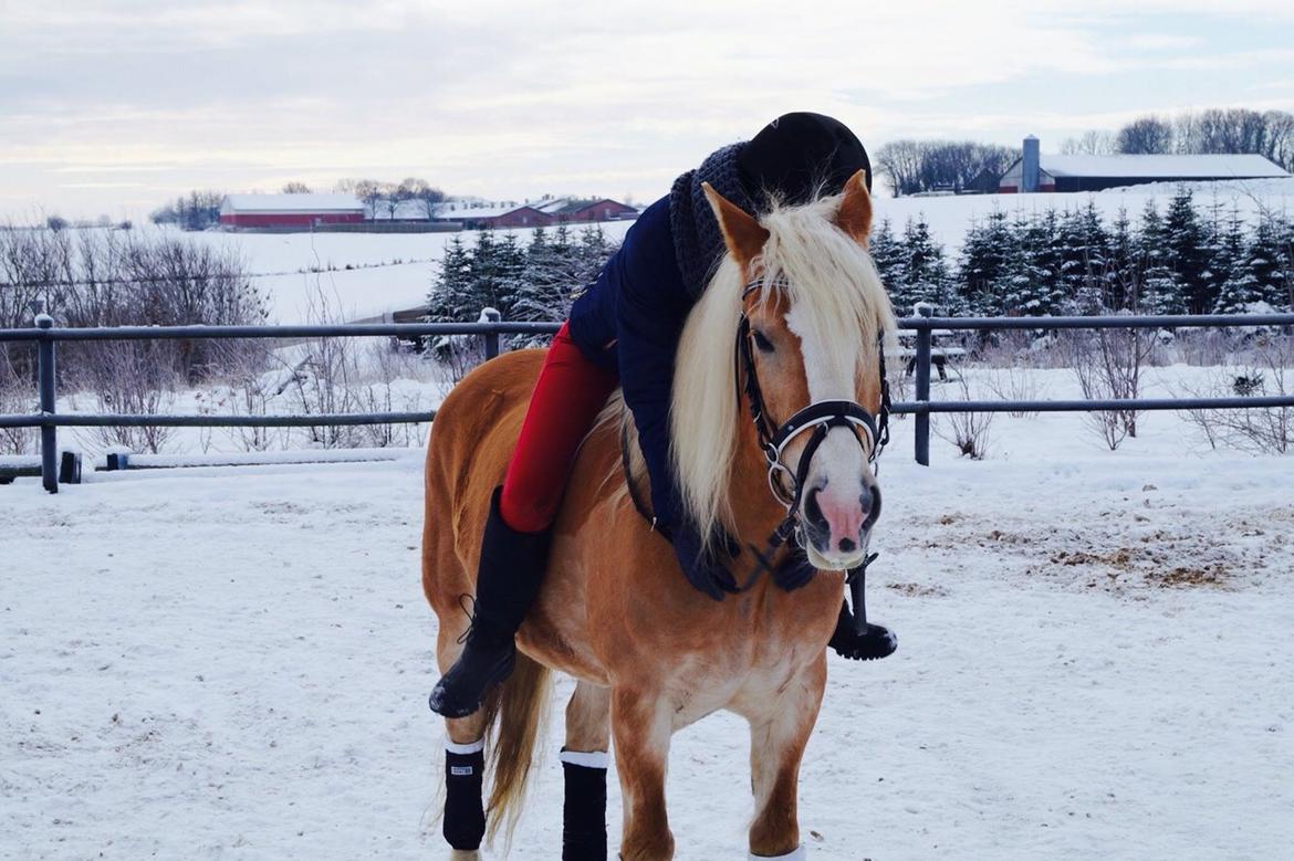 Haflinger Rascitta billede 23