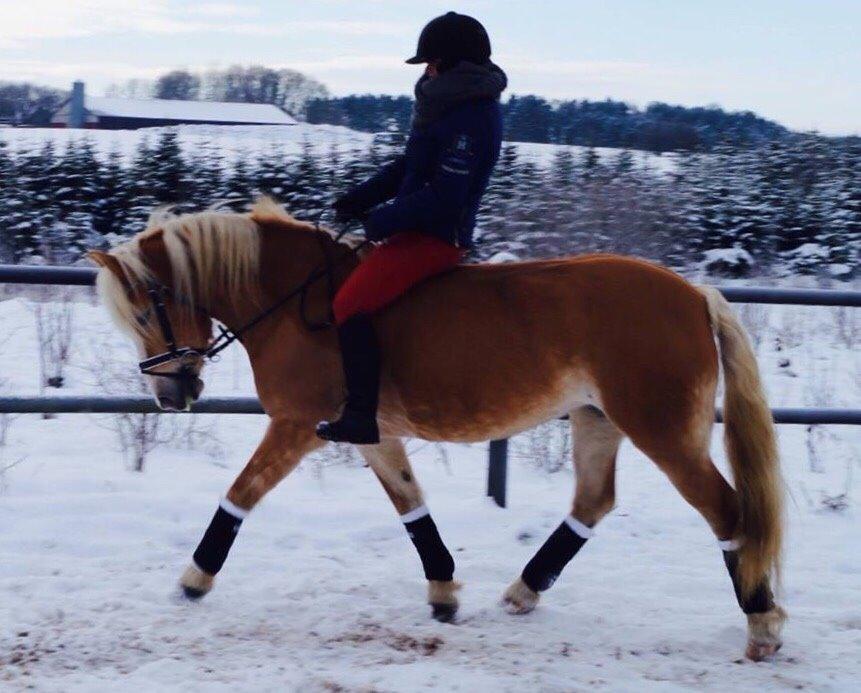 Haflinger Rascitta billede 28