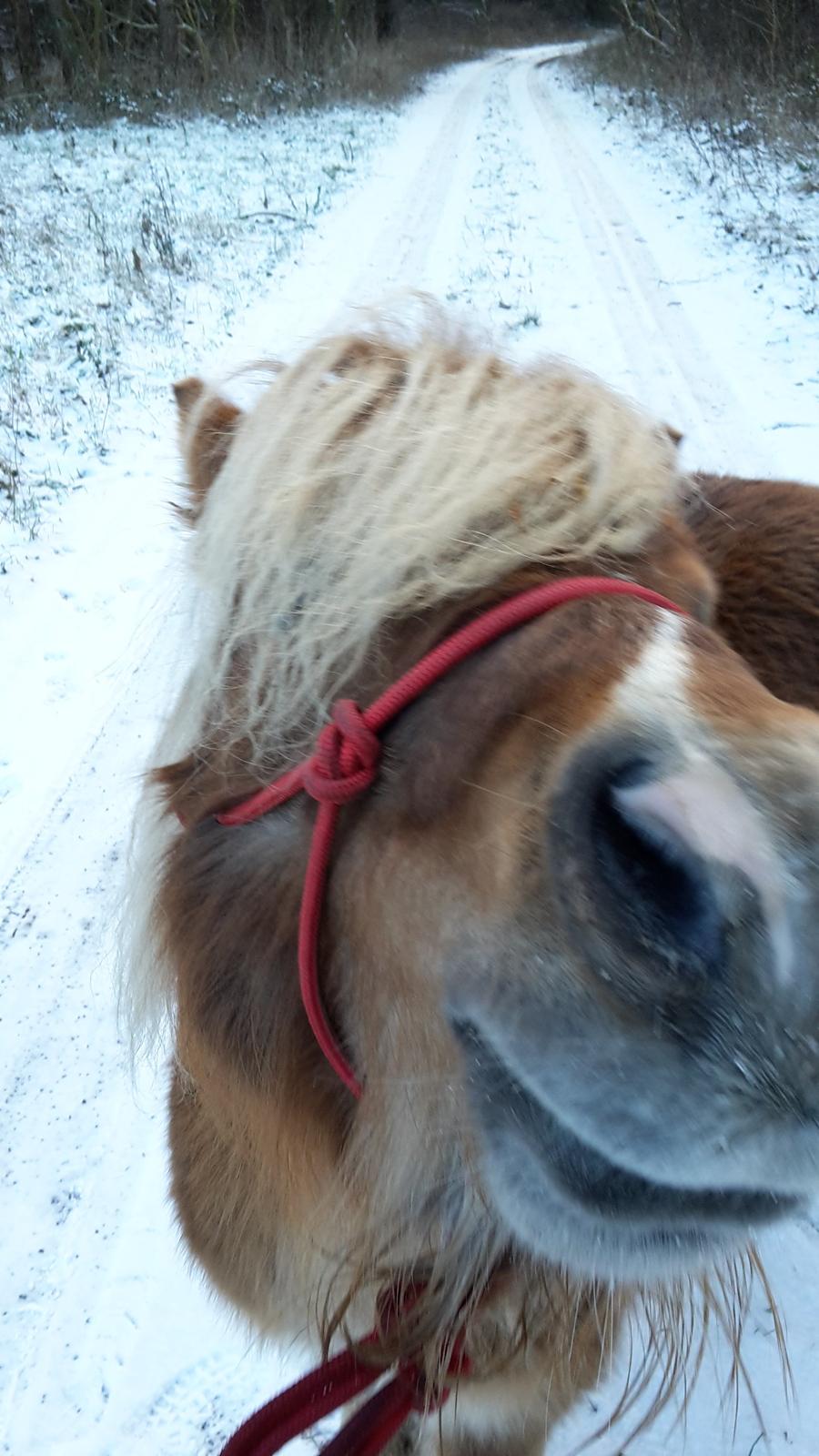 Shetlænder Aastrupgaards August billede 1