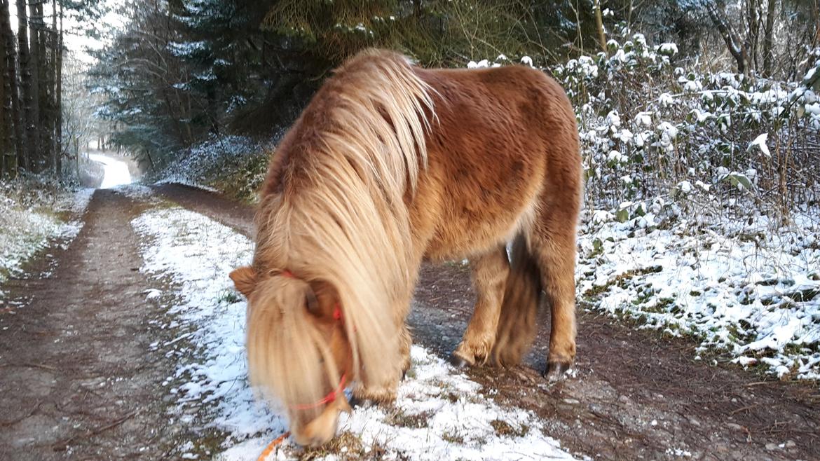 Shetlænder Aastrupgaards August billede 2