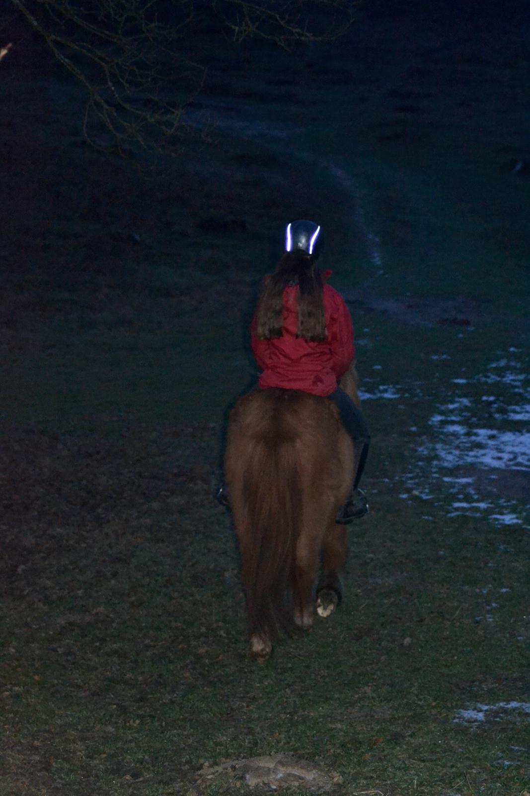 Islænder Loki - Sidste tur på Loki - 18. januar 2016 billede 10