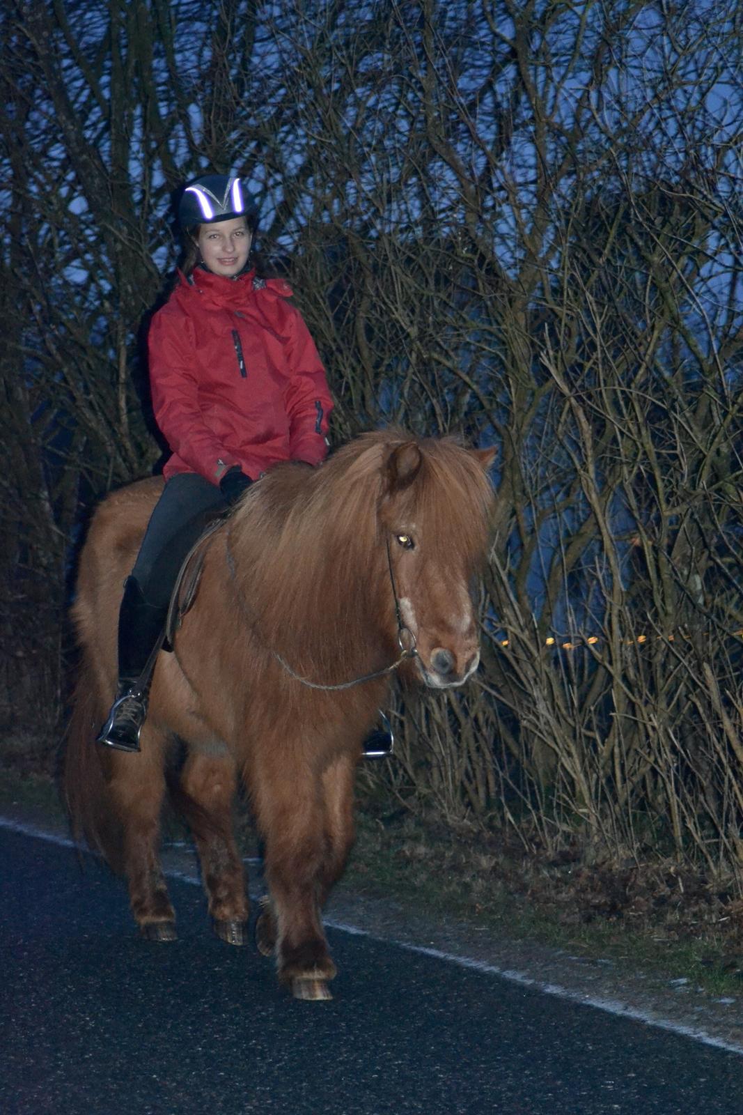 Islænder Loki - Sidste tur på Loki - 18. januar 2016 billede 4