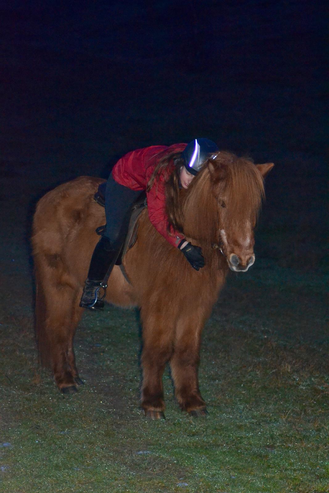 Islænder Loki - Sidste tur på Loki - 18. januar 2016 billede 1