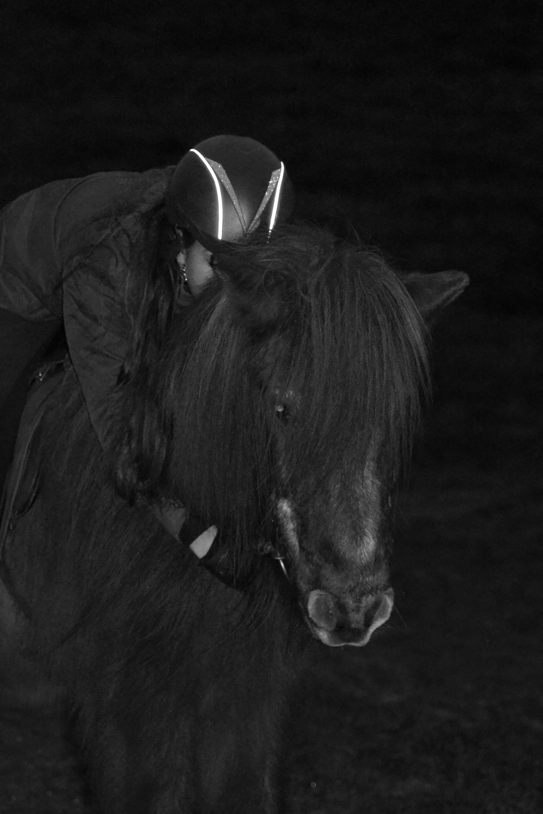 Islænder Loki - Sidste tur på Loki - 18. januar 2016 billede 8