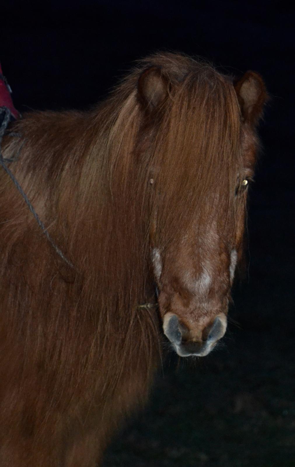 Islænder Loki - Sidste tur på Loki - 18. januar 2016 billede 13