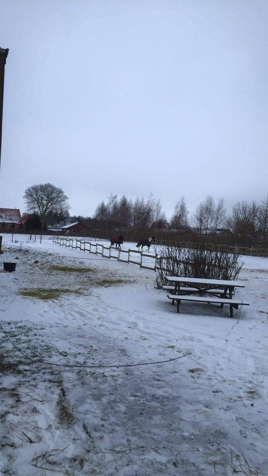 Oldenborg Akeem <3 billede 7