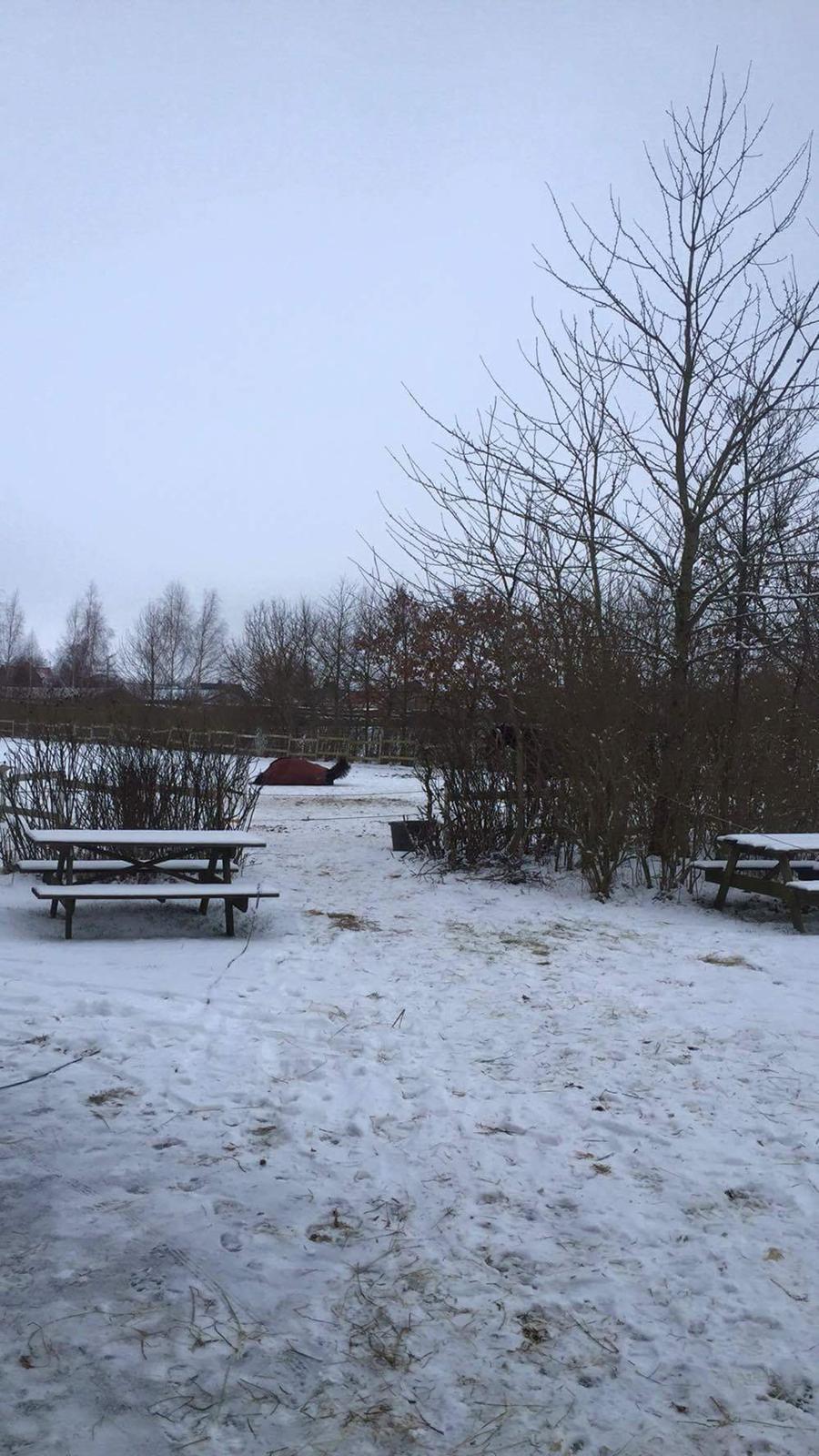 Oldenborg Akeem <3 billede 8