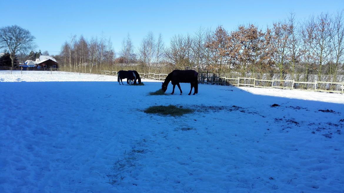 Oldenborg Akeem <3 billede 10