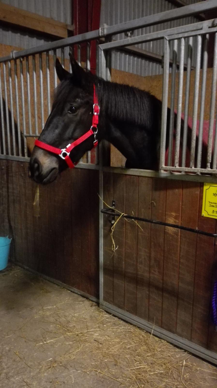 Oldenborg Akeem <3 billede 6