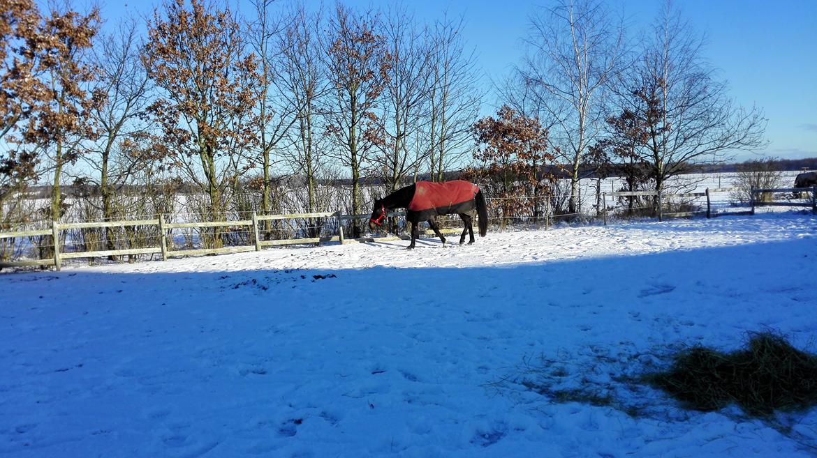 Oldenborg Akeem <3 billede 11