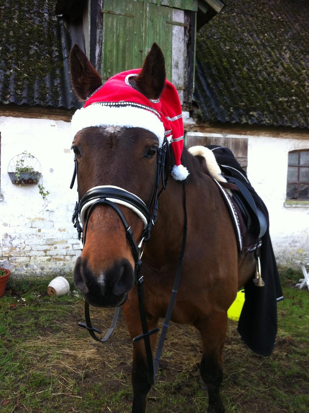 Oldenborg Ayla billede 19