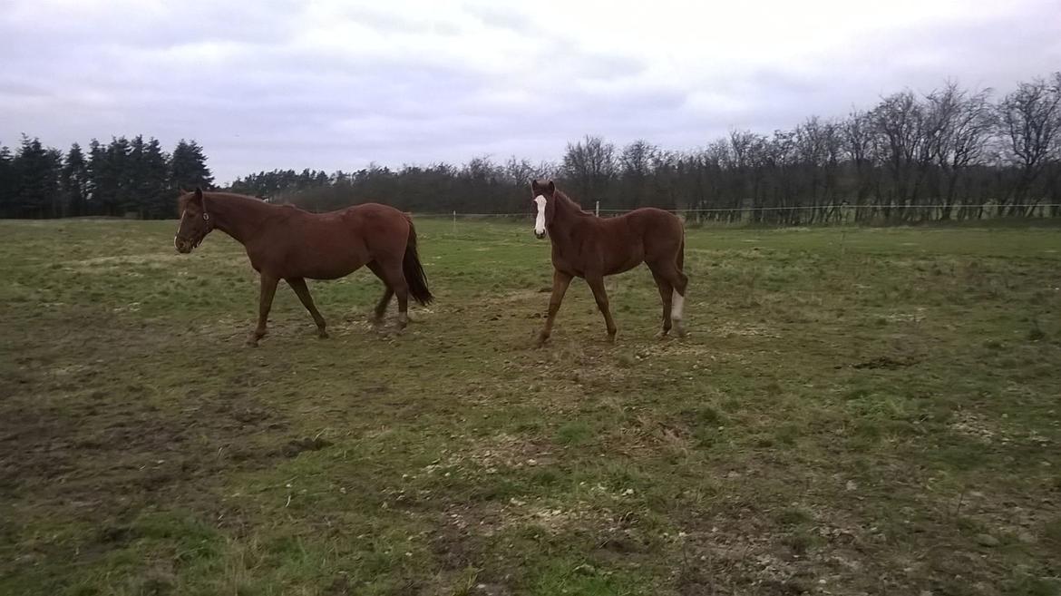 Dansk Varmblod Kigali billede 11