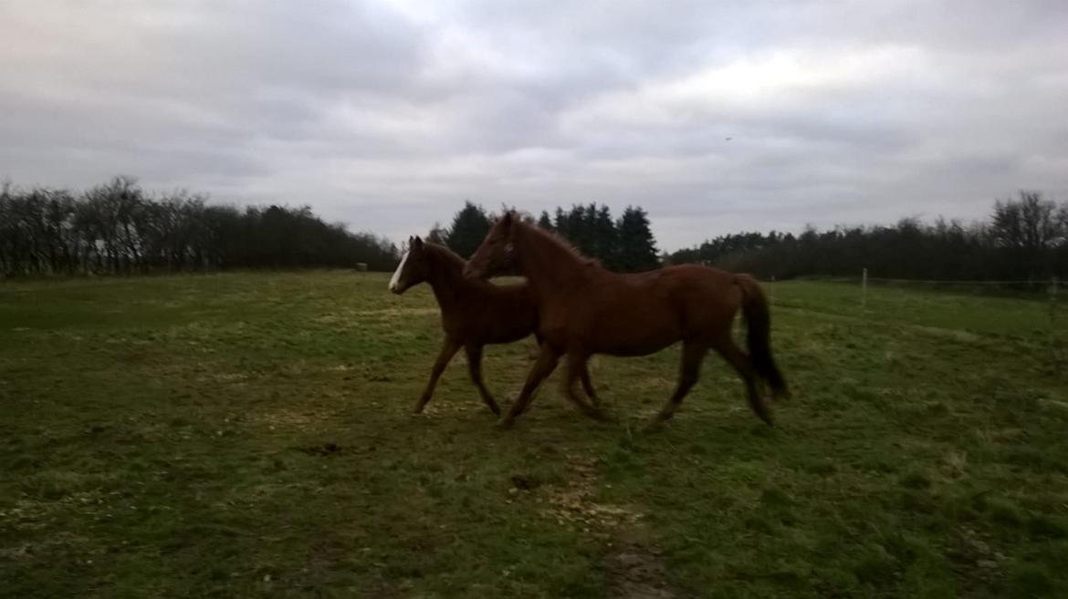 Dansk Varmblod Kigali billede 12