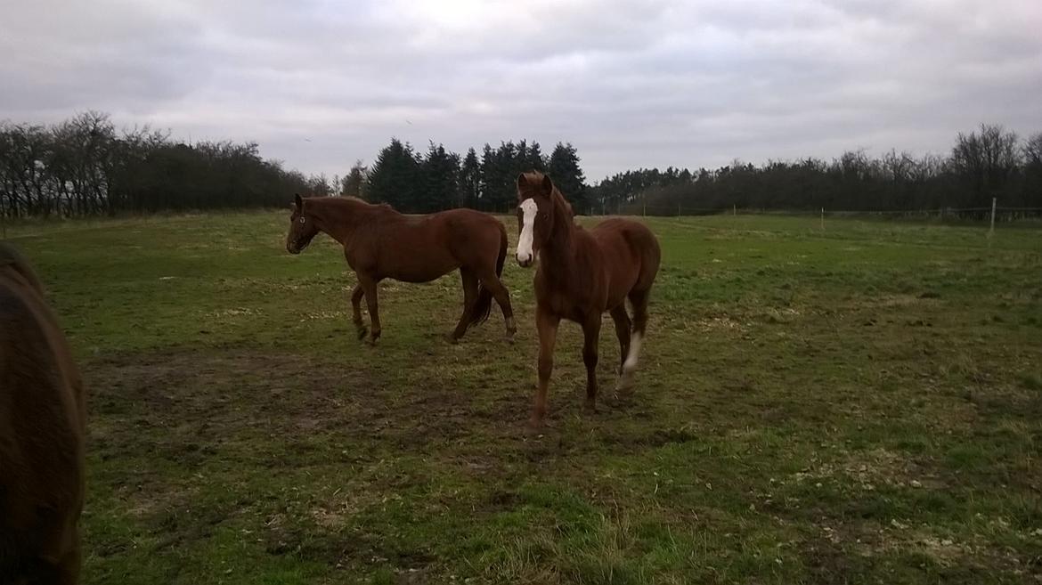 Dansk Varmblod Kigali billede 16